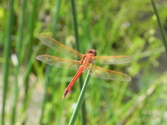 Libellula needhami