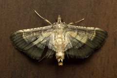 Cnaphalocrocis trebiusalis