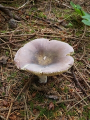 Russula occidentalis