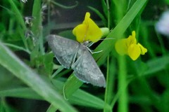 Anania fuscalis