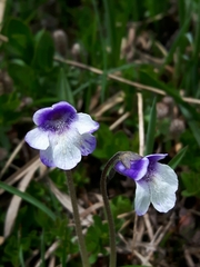 Pinguicula