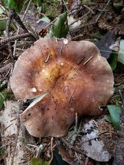 Russula occidentalis
