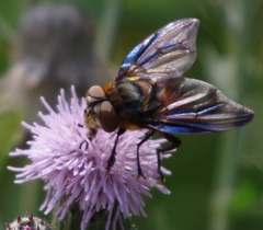 Phasia hemiptera