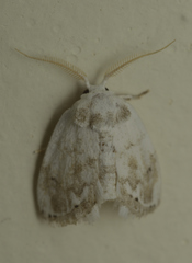 Wurthiini