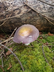 Russula occidentalis