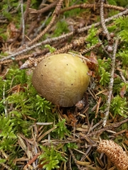 Russula occidentalis