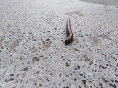 Pachyiulus hungaricus