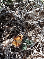 Vanessa annabella