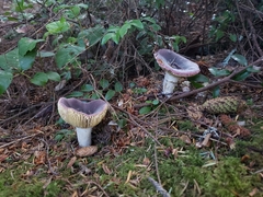Russula occidentalis