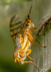 Terellia occidentalis