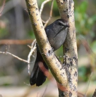 Gray Catbird photographed in Colorado