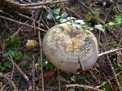 Russula occidentalis