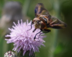 Phasia hemiptera