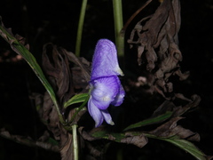 Aconitum taigicola