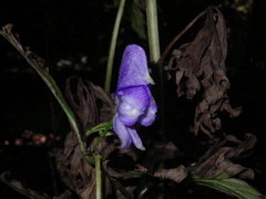 Aconitum taigicola