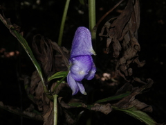 Aconitum taigicola