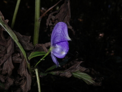 Aconitum taigicola