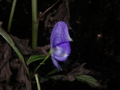 Aconitum taigicola