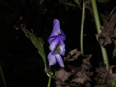 Aconitum taigicola