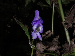 Aconitum taigicola