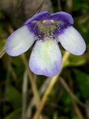 Pinguicula