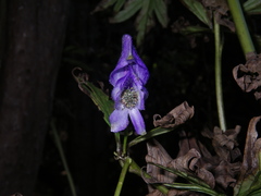 Aconitum taigicola