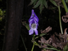Aconitum taigicola