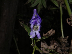 Aconitum taigicola