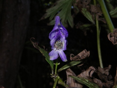 Aconitum taigicola