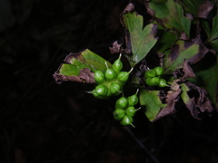Aconitum taigicola