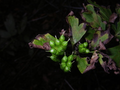 Aconitum taigicola