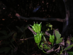 Aconitum taigicola