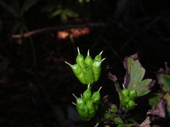Aconitum taigicola