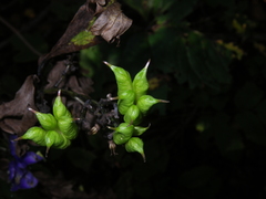 Aconitum taigicola