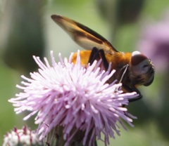 Phasia hemiptera