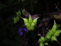 Aconitum taigicola