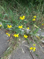 Lotus corniculatus