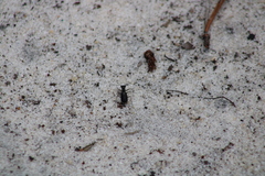 Cicindela abdominalis