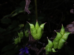 Aconitum taigicola