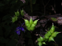 Aconitum taigicola