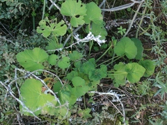 Pelargonium odoratissimum