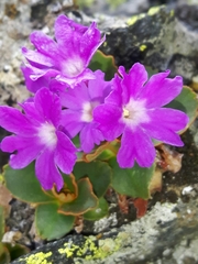 Primula pedemontana