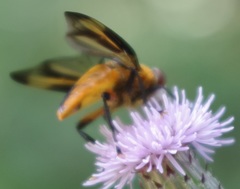 Phasia hemiptera