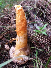 Phallus aurantiacus