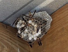 Polistes exclamans