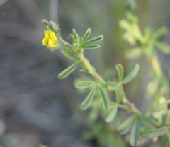 Argyrolobium pachyphyllum