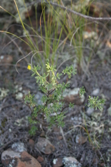 Argyrolobium pachyphyllum