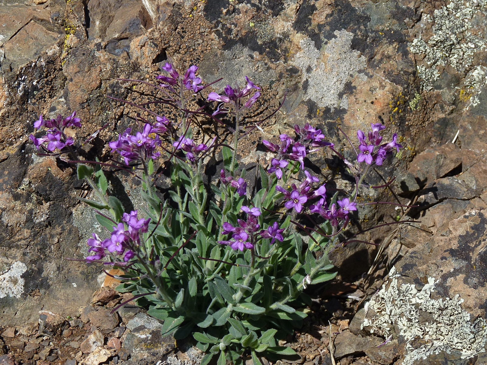 Boechera breweri ssp. breweri