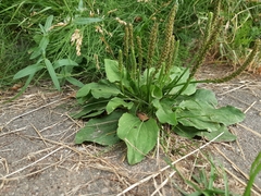 Plantago major