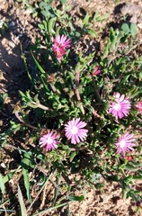Delosperma neethlingiae